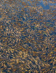 Petioles of water caltrops (trapa japonica) covering a pond