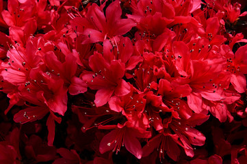 赤いツツジの花