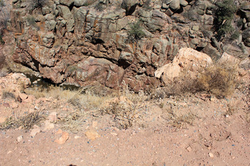 tree in the desert