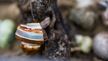 The shells that formed the stone