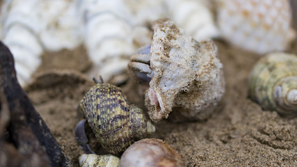 2 shells on the ground