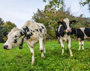 Naklejka na ściany i meble Cows on the grass hill in Switzerland