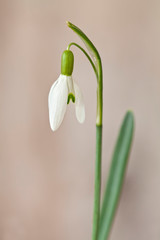 Close Up Of White Snowdrop Flower