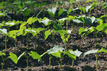 Vegetable patch