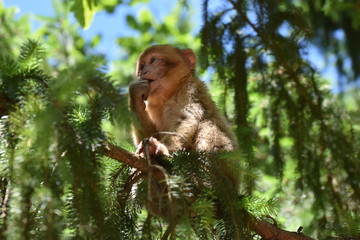 macaque in the forest