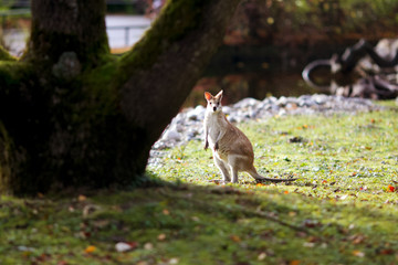 Cute small kangaroo standing under big tree looking at camera in its natural enviroment