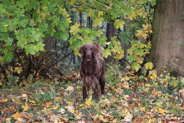 Obraz premium brown flat coated retriever is standing in the colorful autumn forest