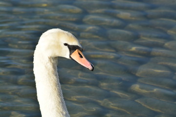 Cisnes en el rio de lyon
