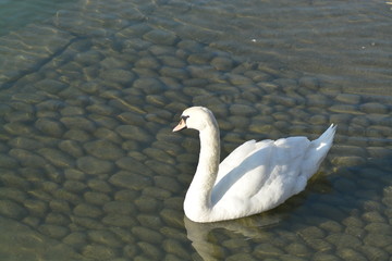 Cisnes en el rio de lyon