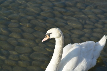 Cisnes en el rio de lyon