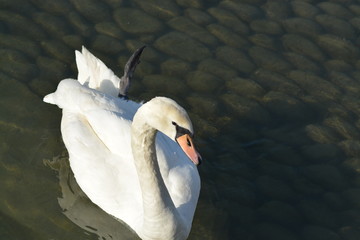 Cisnes en el rio de lyon