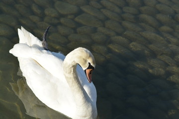 Cisnes en el rio de lyon