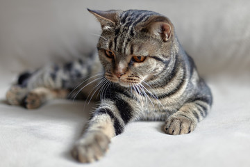 British Short hair cat with bright yellow eyes lais on the beige sofa leaning paw towards the viewer. Tebby color сute cat at home. Indoors, copy space, close up.