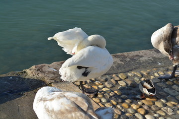 Cisnes en el rio de lyon