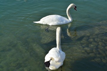 Cisnes en el rio de lyon