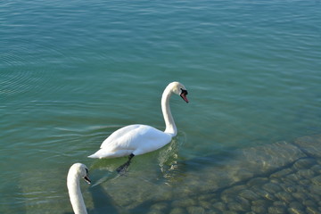 Cisnes en el rio de lyon
