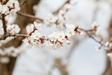 Branch of apricot tree in the period of spring flowering.