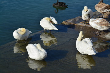 Cisnes en el rio de lyon