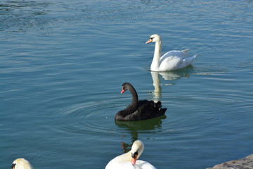 Cisnes en el rio de lyon
