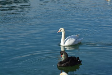 Cisnes en el rio de lyon
