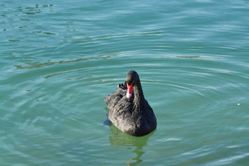 Cisnes en el rio de lyon