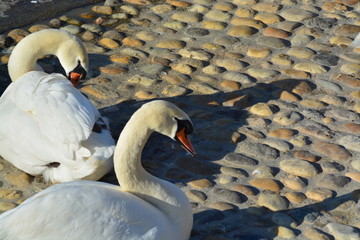 Cisnes en el rio de lyon