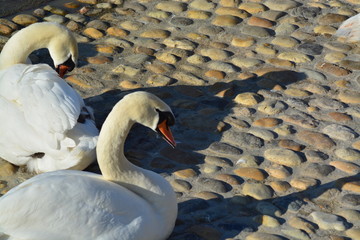 Cisnes en el rio de lyon