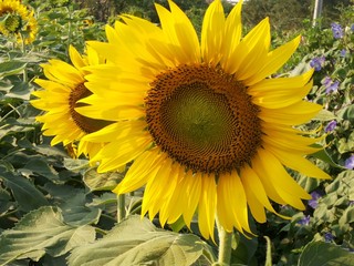 field of sunflowers