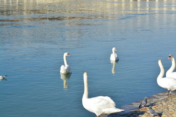 Cisnes en el rio de lyon