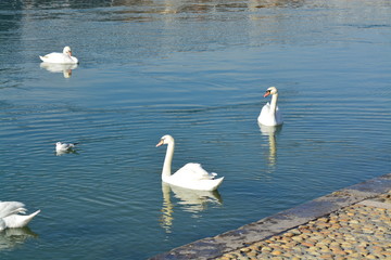 Cisnes en el rio de lyon