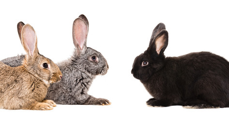 Portrait of three rabbits sitting together isolated on white background