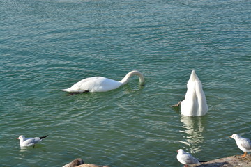 Cisnes en el rio de lyon