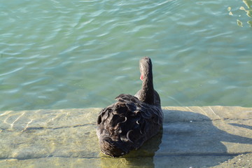 Cisnes en el rio de lyon