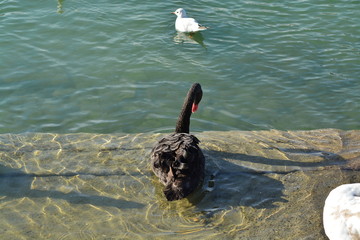 Cisnes en el rio de lyon