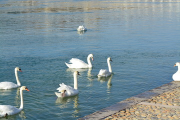Cisnes en el rio de lyon