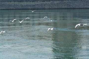 Cisnes en el rio de lyon