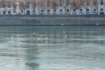Cisnes en el rio de lyon