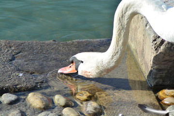 Cisnes en el rio de lyon