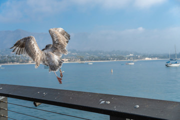 Bird in Flight on pier in Santa Barbara