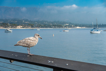 Bird on pier in Santa Barbara