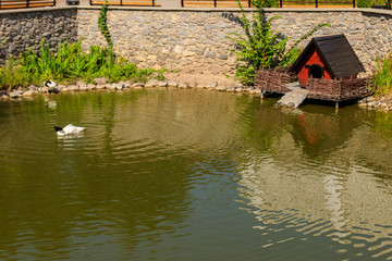 Fototapeta na wymiar Wooden house for water birds and turtles on a lake in city park