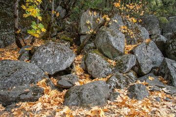 Autumn Leaves and Grey Rocks in Yosemite