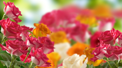 image of beautiful rose flowers close up