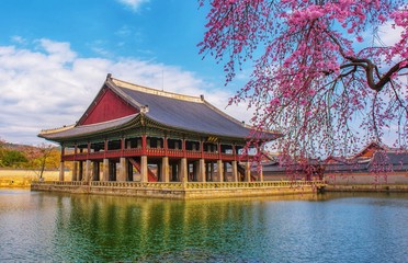 Cherry blossoms in spring at gyeongbokgung palace, seoul south Korea 