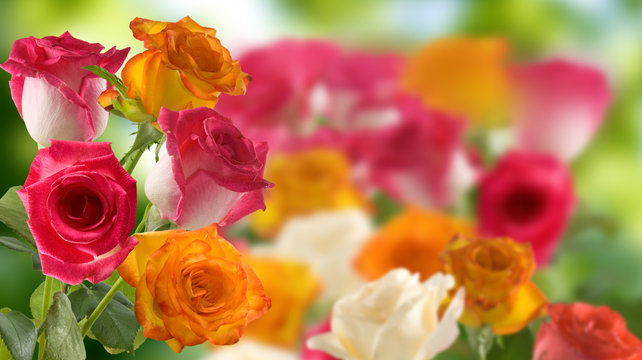 image of beautiful rose flowers close up