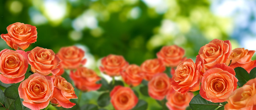 image of beautiful rose flowers close up