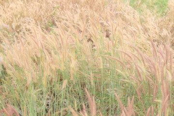 Abstract golden grass flowers on orange background. Beautiful golden grass flowers in the nature. Picture for art work design, Can add text message, Chaiyaphum Province, Thailand