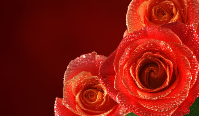 isolated image of beautiful rose flowers close up