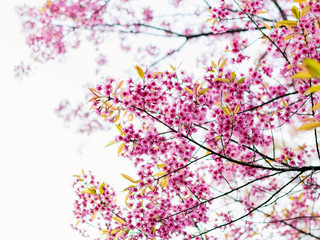 Obraz na płótnie Canvas Beautiful cherry blossoms