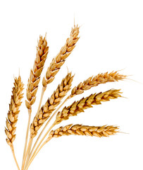isolated image of wheat spikelets on a white background